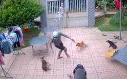 Chàng trai đi gửi thiệp cưới bất ngờ bị chó tặng '3 mũi 900k'