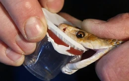 Đột phá: Tạo ra huyết thanh chống lại nọc độc 17 loài rắn nguy hiểm nhất