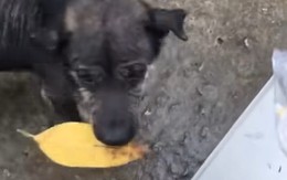 Chú chó thông minh biết nhặt lá đổi thức ăn