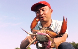 Cà Mau tìm 'vua cua' to nhất từ trước đến nay để đề nghị xác lập kỷ lục Việt Nam