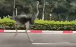 Tìm chủ nhân đà điểu chạy bộ trong Khu công nghiệp Mỹ Phước, TP.HCM