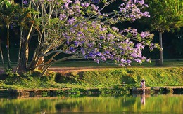 Cây phượng tím hồ Xuân Hương Đà Lạt bật gốc, người dân thấy ‘phần ký ức của mình vừa rơi xuống'