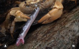 Ảnh vui 7-11: Đối thủ 'full giáp' khắc chế rắn cạp nia