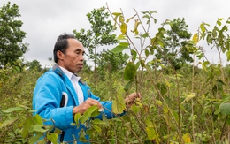 Ôm mộng đổi đời từ liên kết trồng cây an xoa xuất sang Mỹ, nông dân ôm nợ