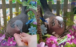 Cô gái thuần hóa chim cu gáy làm tổ ở ban công bằng tình yêu thương