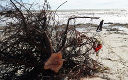 Sóng lớn bật gốc hàng phi lao hàng chục năm tuổi ở biển Quảng Ngãi