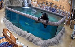 Xuất hiện gấu đen đột nhập vào cửa hàng và ăn sạch hồ cá?