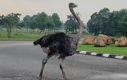 Tiêu hủy đà điểu chạy trên đường ở TP.HCM