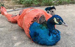 Khỉ mốc và công đi lạc, dân bắt lại giao cho kiểm lâm thả về rừng