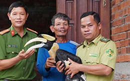 Chim hồng hoàng nặng 2,5kg bay vào ruộng lác của người dân ở Tây Ninh