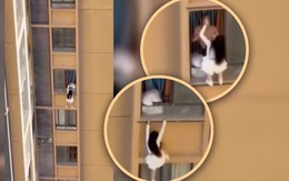 Cô gái 'làm xiếc' giữa trời để trốn... vợ của nhân tình