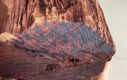 Thương lái Trung Quốc gom gỗ mục giá 3 triệu/kg, người dân đổ vào rừng săn tìm, kiểm lâm cảnh báo