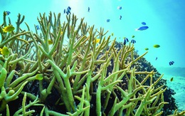 Đại dương lệch nhịp