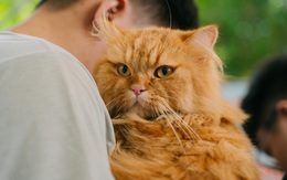 Nhu cầu chăm sóc sức khỏe cho thú cưng tăng trưởng 2 con số