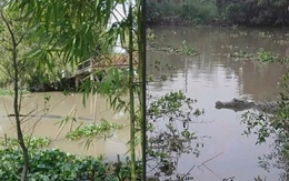 Chủ tài khoản đăng bài cá sấu 200 - 300 ký trên kênh ở Cần Thơ: Lấy lại nơi khác, không chứng kiến