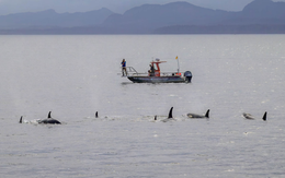 Lần đầu phát hiện cá voi sát thủ và cá heo 'hợp tác' săn mồi