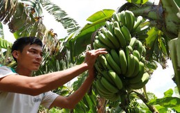 Chuối Việt trước mục tiêu xuất khẩu tỉ đô và 'cơn ác mộng' bệnh héo vàng Panama