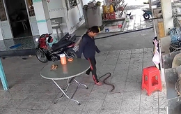 Chàng trai tỉnh queo khi bắt rắn