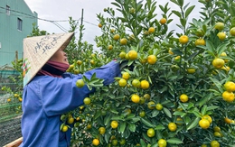 Thủ phủ quất cảnh miền Trung chật vật vụ Tết