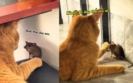 Chuột sảng hồn với chú mèo cợt nhả