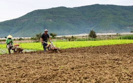 Không để TP.HCM thiếu rau Tết