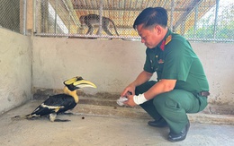 Trại rắn Đồng Tâm tiếp nhận chim hồng hoàng quý hiếm từ Tây Ninh