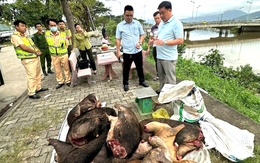 Phát hiện xe khách chở hàng loạt thùng xốp, bao tải nghi thịt động vật hoang dã