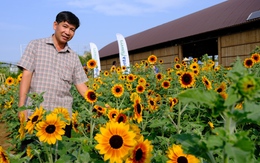 Ngắm thảm hoa được trồng từ 100 giống khác nhau ở làng hoa Sa Đéc