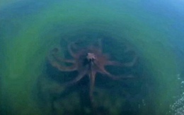 Có thật chụp được ảnh bạch tuộc khổng lồ ngoài khơi vịnh Mexico?