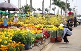 Cần Thơ tổ chức chợ hoa xuân trong 10 ngày, miễn phí tiền mặt bằng