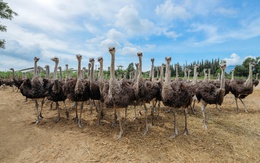 Thịt đà điểu: lựa chọn "ăn sạch, sống khỏe" cho gia đình