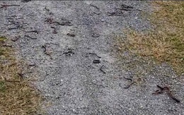 Giun đất bò lên mặt đất chết hàng loạt tại Quảng Trị không do ô nhiễm môi trường