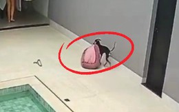 Chú chó biết lấy nệm đang phơi vào nhà khi thấy trời mưa