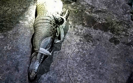 Dân 'nghĩ mẹo' dùng cần câu dụ bắt cá sấu xuất hiện trong ao nước