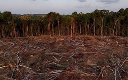 EU thông qua đề xuất lùi thời hạn áp dụng Luật chống phá rừng