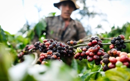 Doanh nghiệp nói về nghịch lý lớn nhất của cà phê Việt, lo bàn cách vượt khó