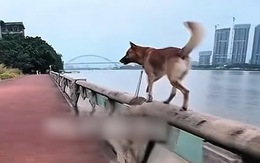 Chú chó hú hồn chim én khi suýt ngã xuống sông