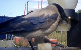 Thành phố ở Thụy Điển huấn luyện quạ nhặt rác?