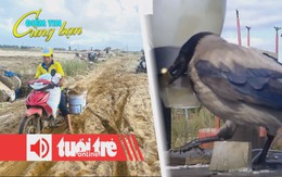 Điểm tin 8h: Ruộng đồng thành 'mỏ cát' sau lũ; Thành phố ở Thụy Điển huấn luyện quạ nhặt rác?