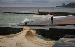 Tràn dầu hướng dương ở Odessa sau không kích, chim chết la liệt dọc bờ biển
