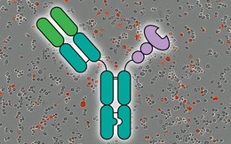 Đột phá tước bỏ thành công 'lớp khiên đường' của tế bào ung thư, mở hướng điều trị hứa hẹn