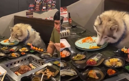 Nhà hàng cho chó ngồi ăn chung bàn với người gây tranh cãi