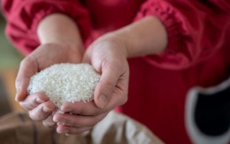 Gạo ngoại tràn vào Nhật Bản khi giá gạo nội địa lập đỉnh