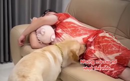 Cười sảng với chú chó tưởng nhầm ông chủ là cục thịt