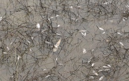 Sự cố tràn dầu tại Dung Quất khiến cá chết hàng loạt