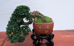 Hàng trăm cây bonsai trưng bày dịp Festival hoa kiểng Sa Đéc