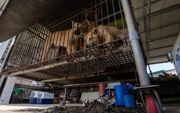 Hàn Quốc sắp chia tay thịt chó: Gần 80% trang trại đóng cửa trước hạn cấm 2027