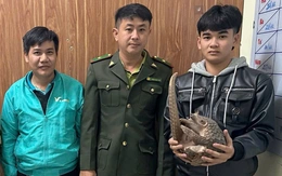 Đang lái taxi lúc rạng sáng, tài xế phát hiện con tê tê bò giữa phố