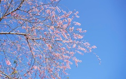 Đón năm mới 2026: Lên Măng Đen ngắm hoa anh đào, xuống phố hòa nhịp lễ hội