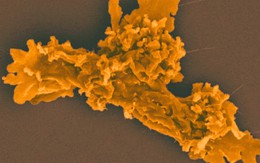 Phát hiện sinh vật mới sinh sôi ở nhiệt độ 63°C